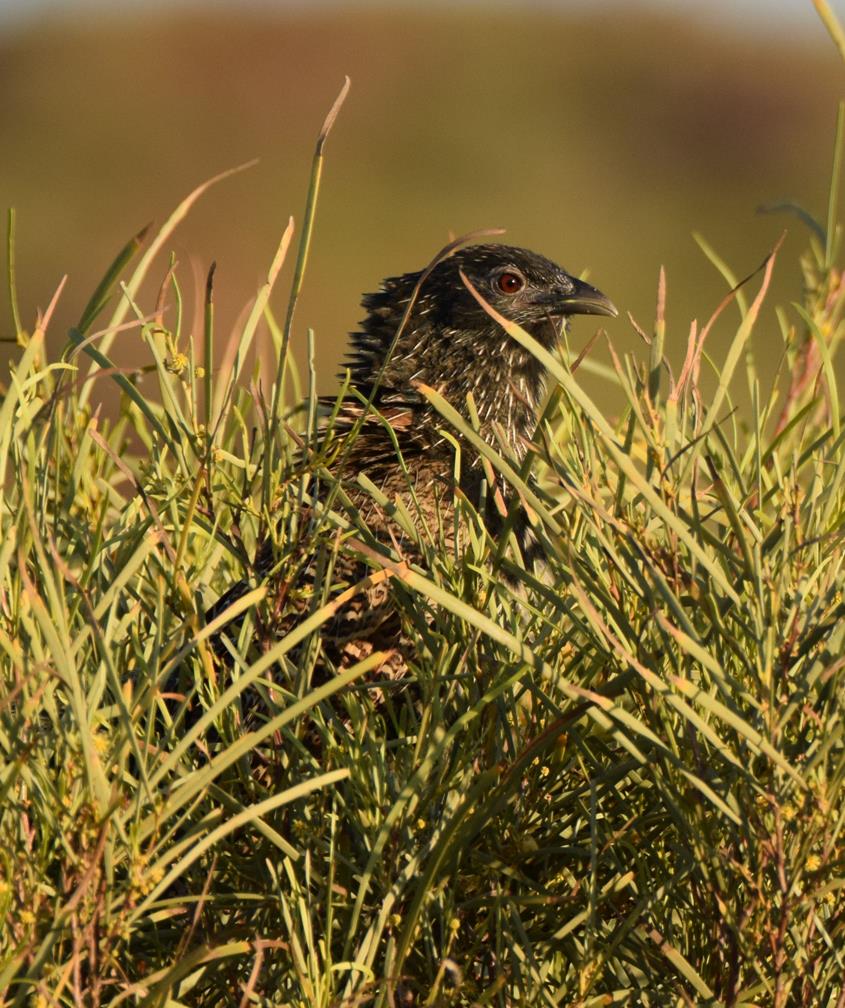 Pheasant Coucal-001.JPG